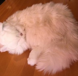  - TERAPIE NON FARMACOLOGICHE - Fiocco il Gatto